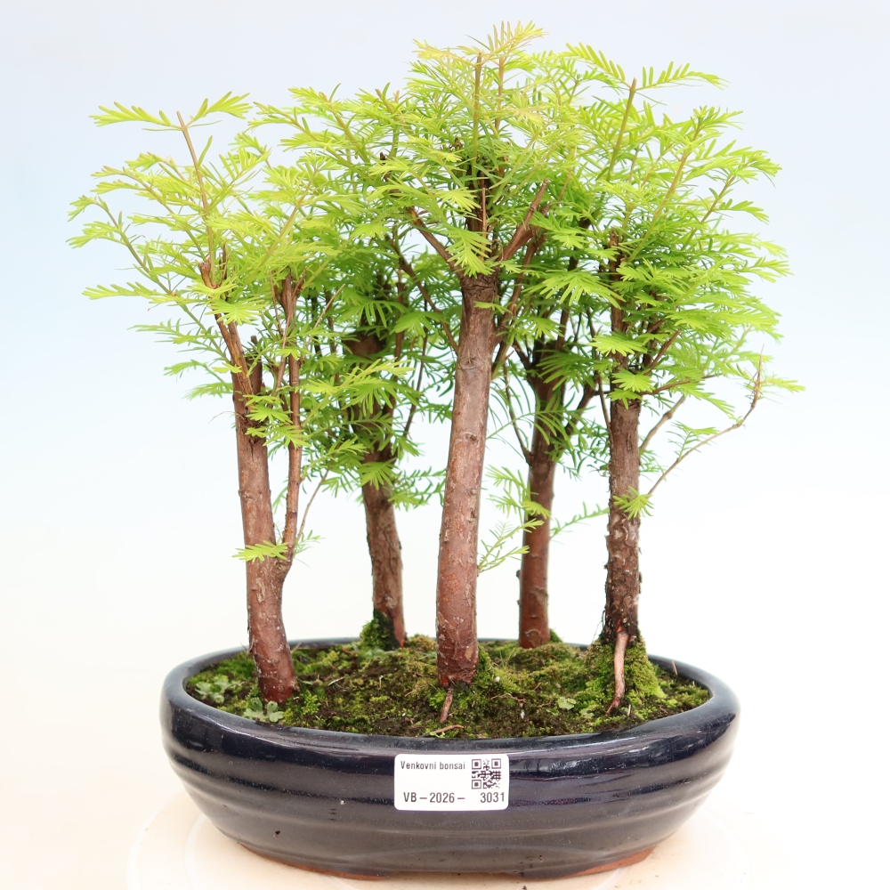 Buitenbonsai - Metasequoia glyptostroboides - Chinese metasequoia - bosje