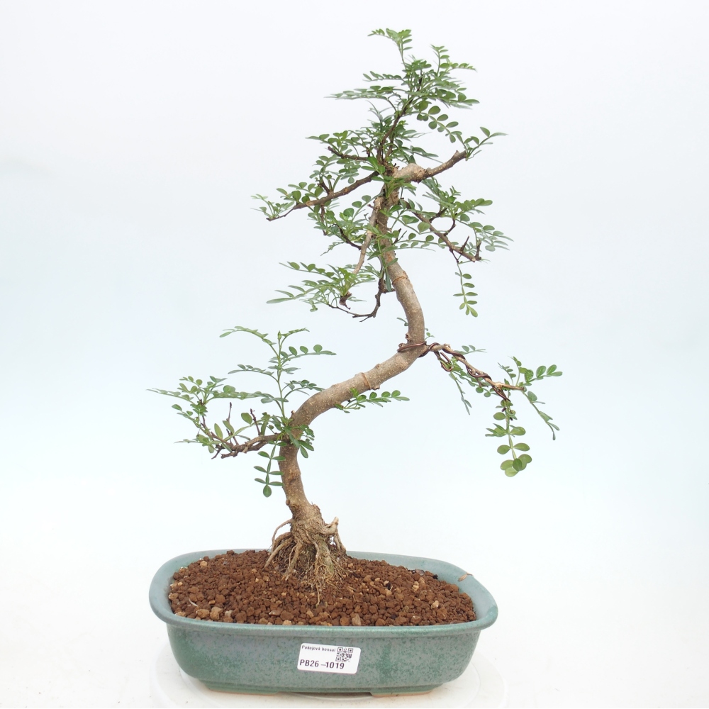 Kamerbonsai - Zantoxylum piperitum - peperboom