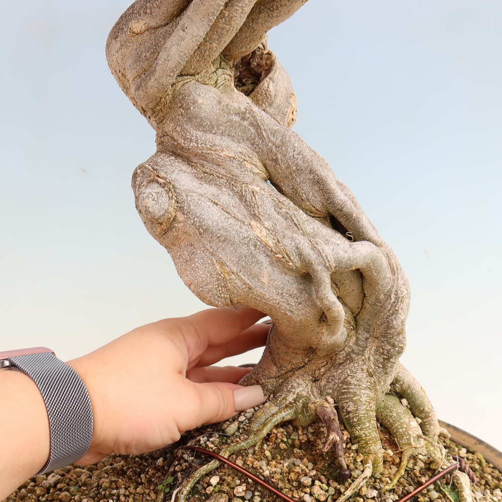 Bonsai voor buiten - Acer Buergerianum - Burgeresdoorn