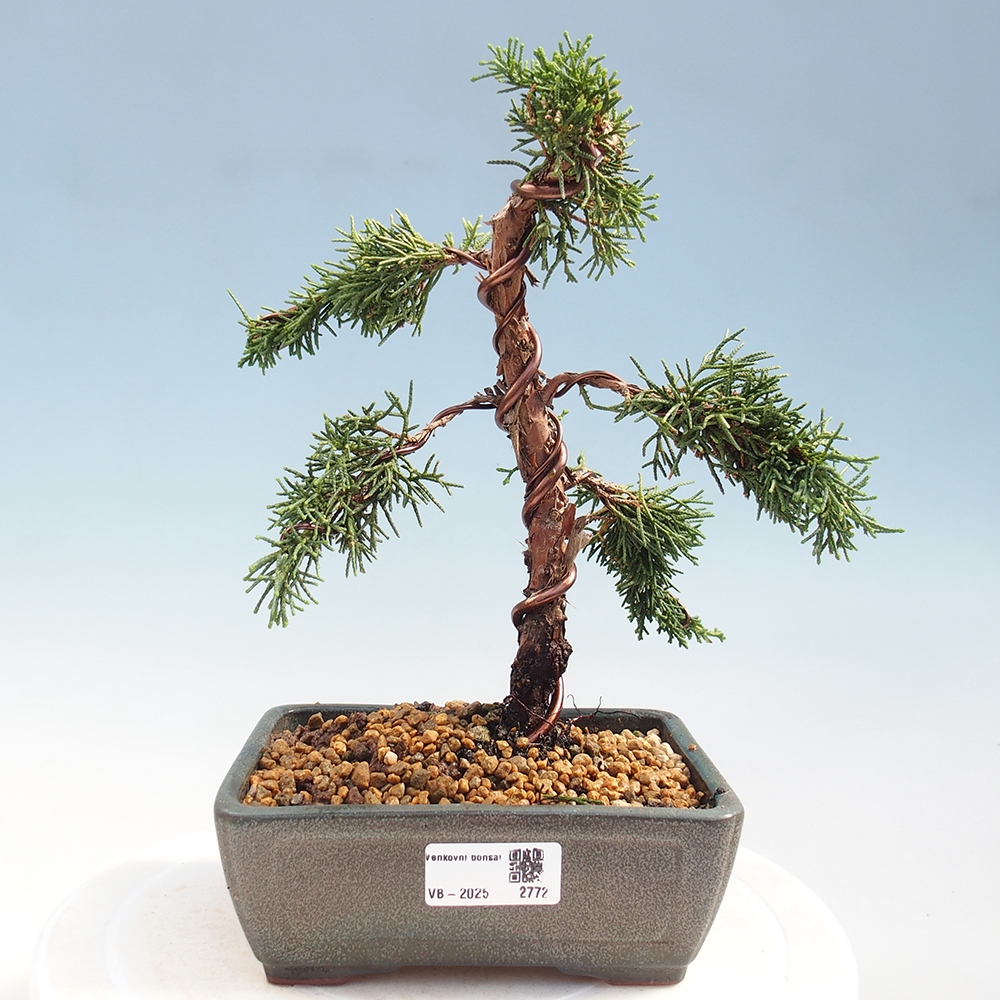 Bonsai voor buiten - Juniperus chinensis Kishu