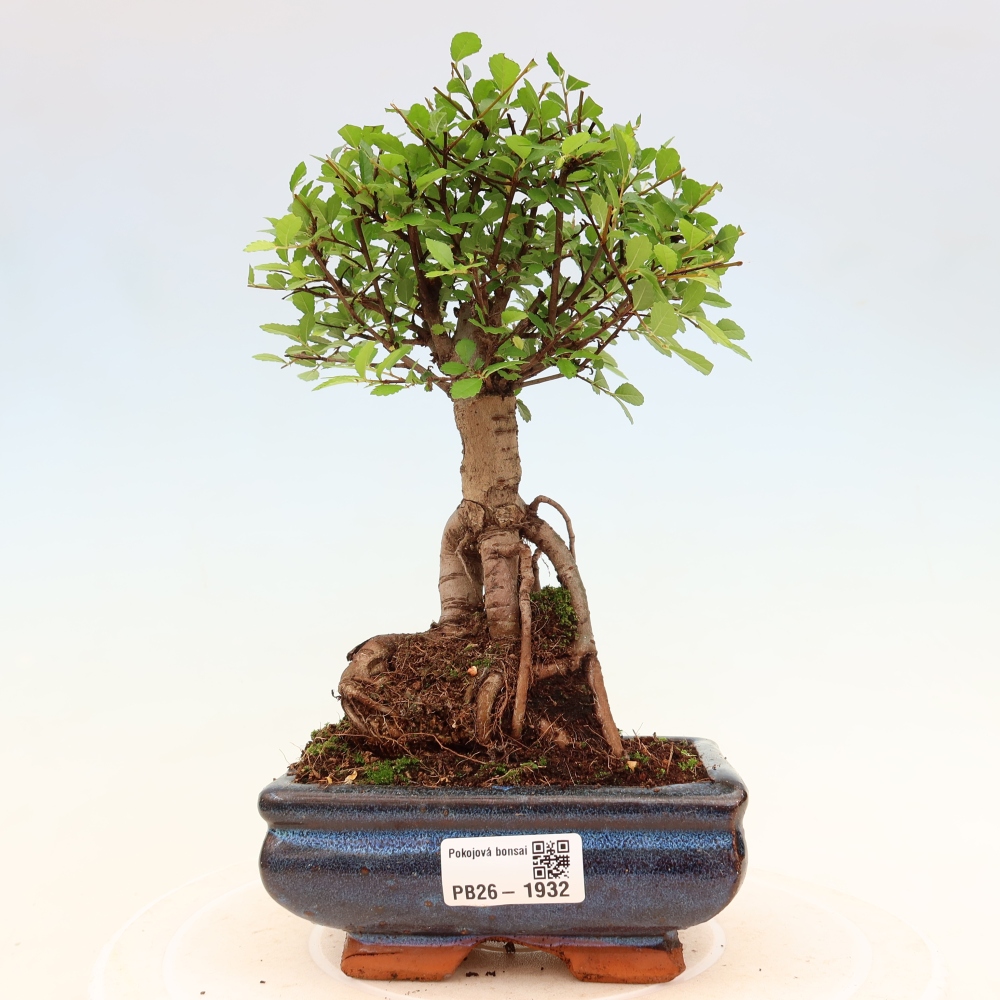 Kamerbonsai - Ulmus parvifolia - Winteriep