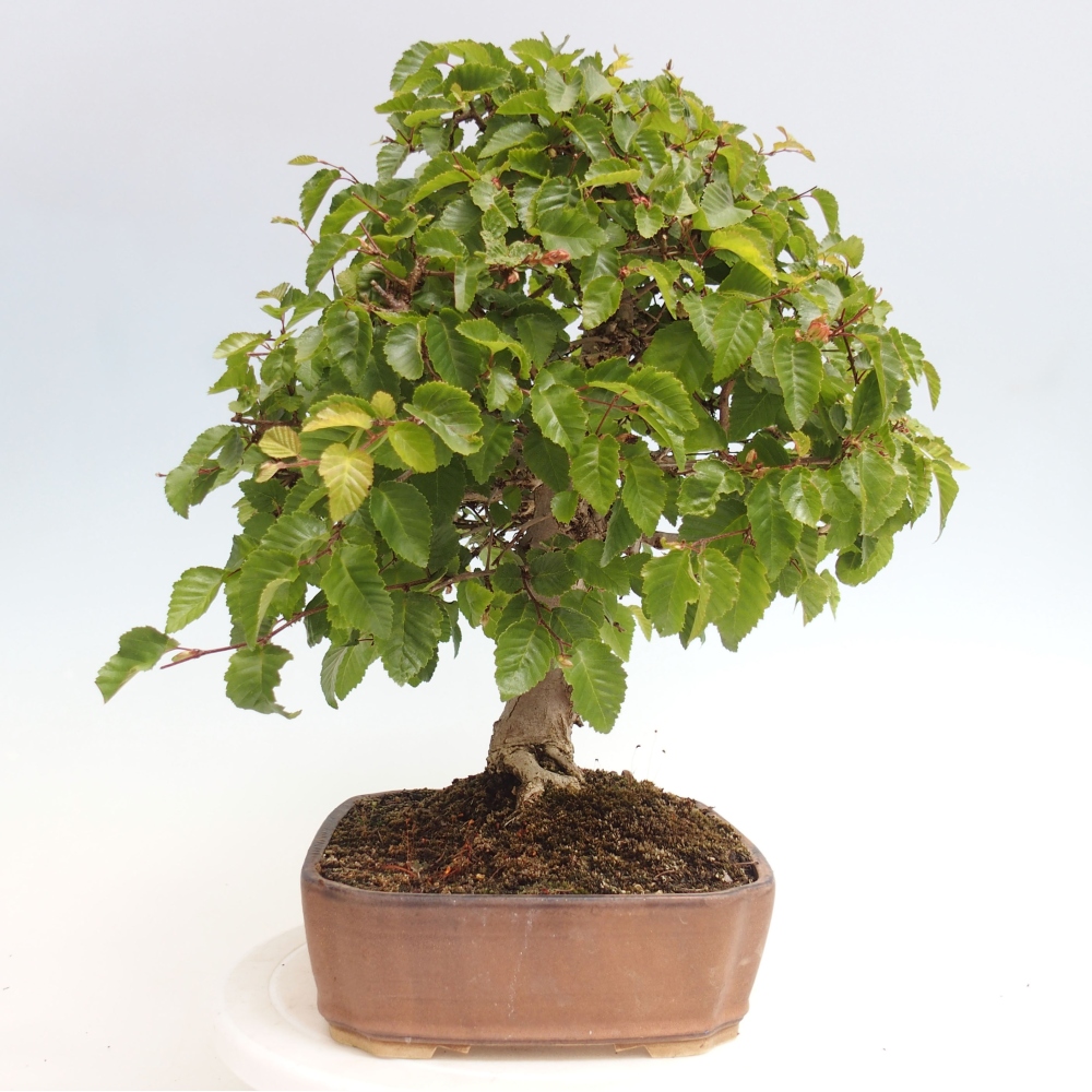 Bonsai voor buiten -Carpinus CARPINOIDES - Koreaanse haagbeuk
