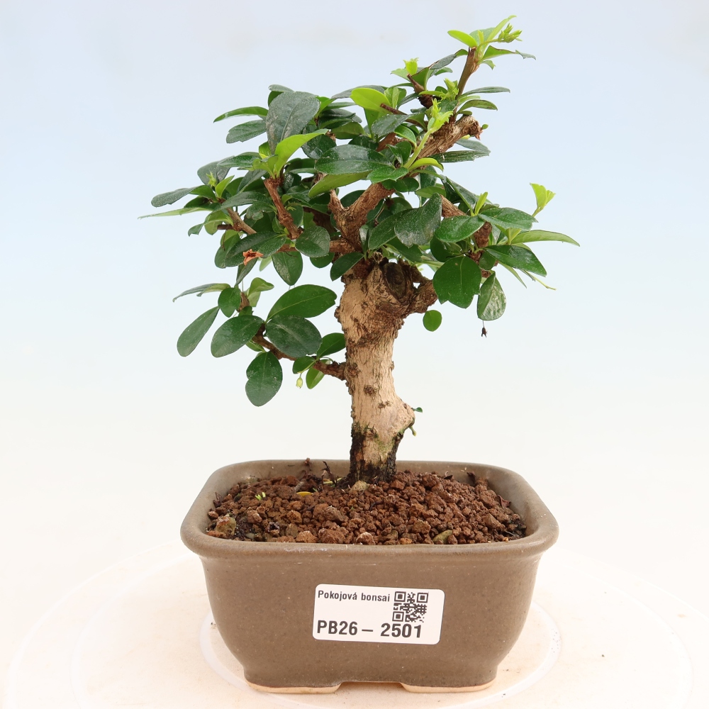 Kamerbonsai - Carmona macrophylla - Thee fuki