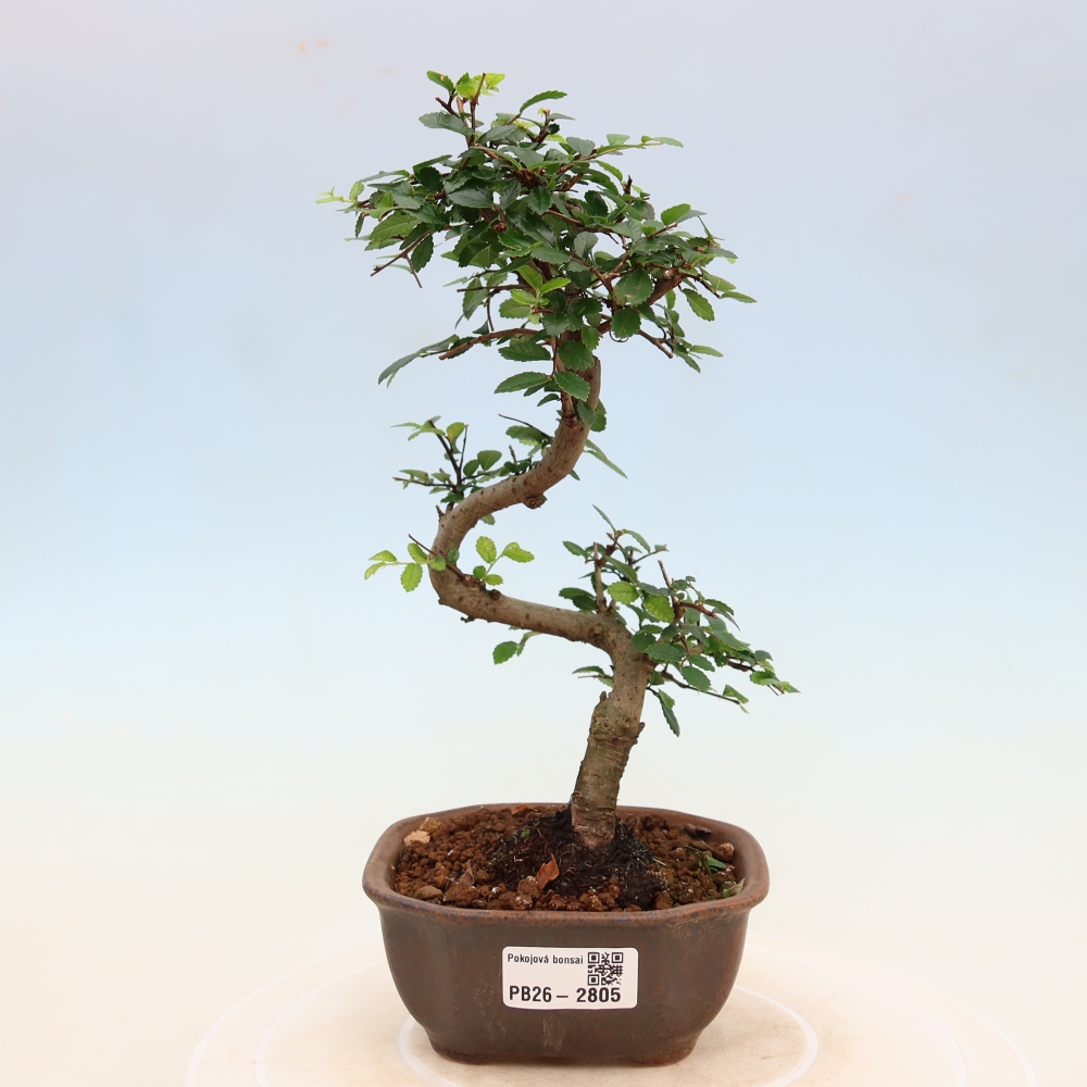 Kamerbonsai - Ulmus parvifolia - Winteriep