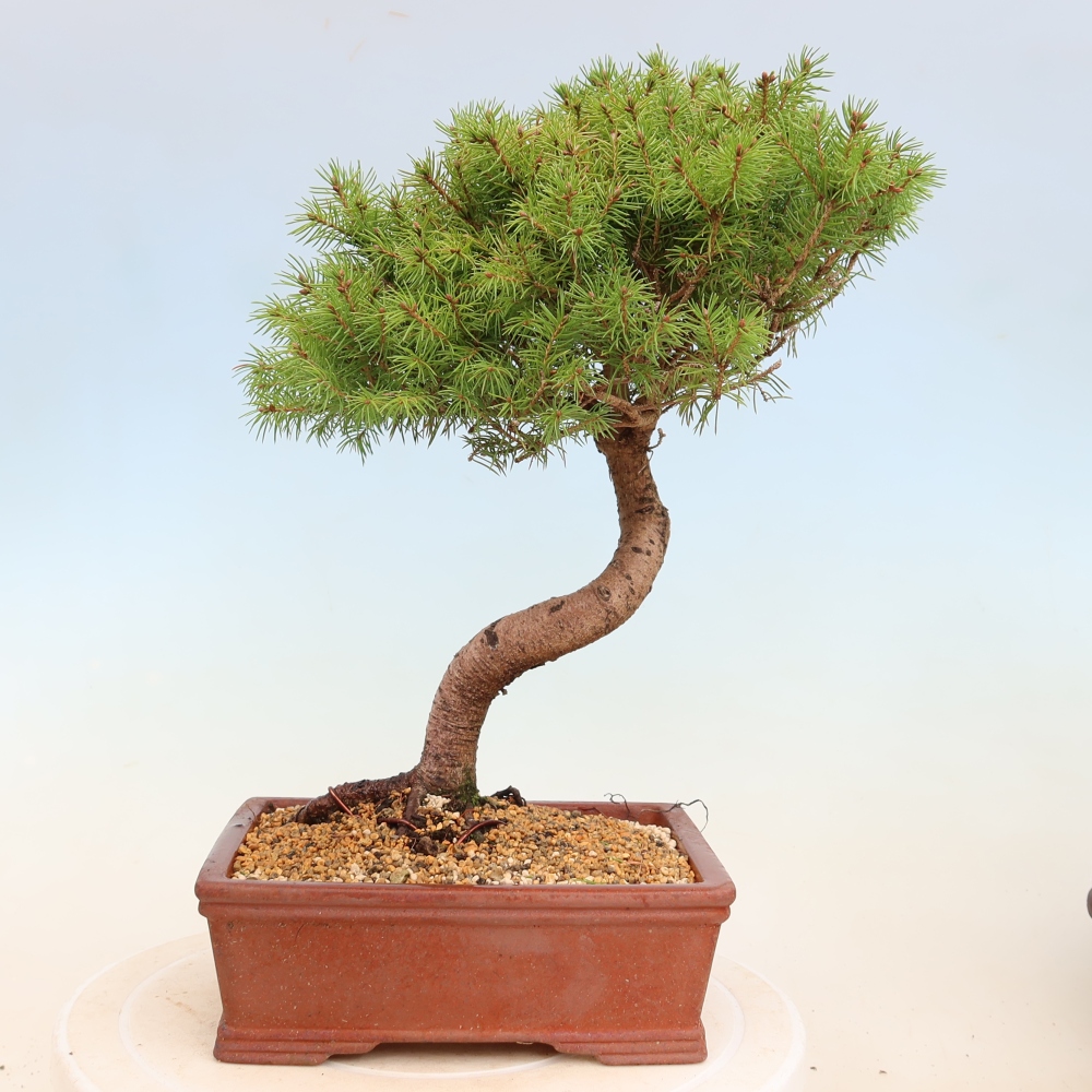 Bonsai voor buiten - Gewone spar - Picea glauca bol