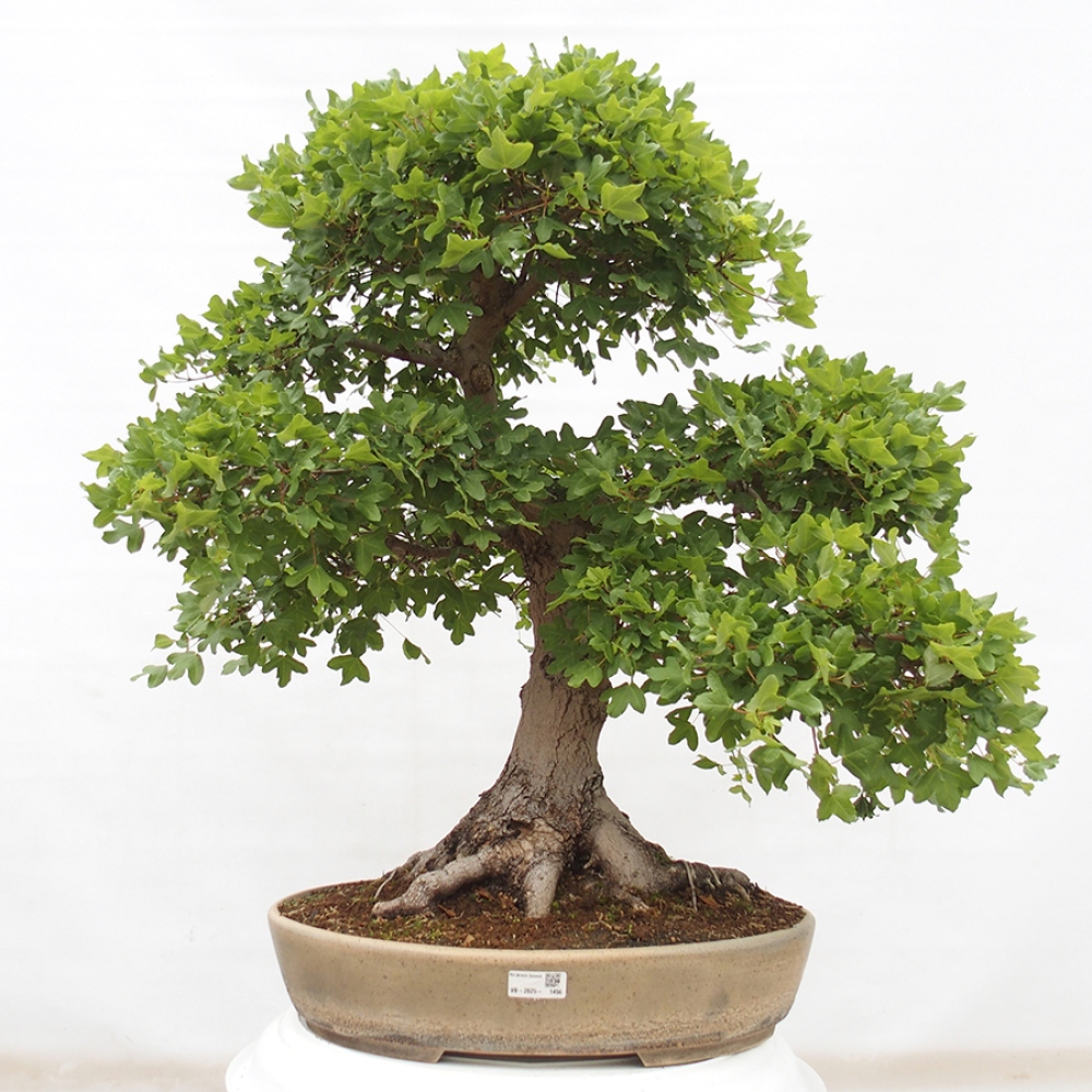 Bonsai voor buiten - Franse esdoorn - Acer Nonspessulanum