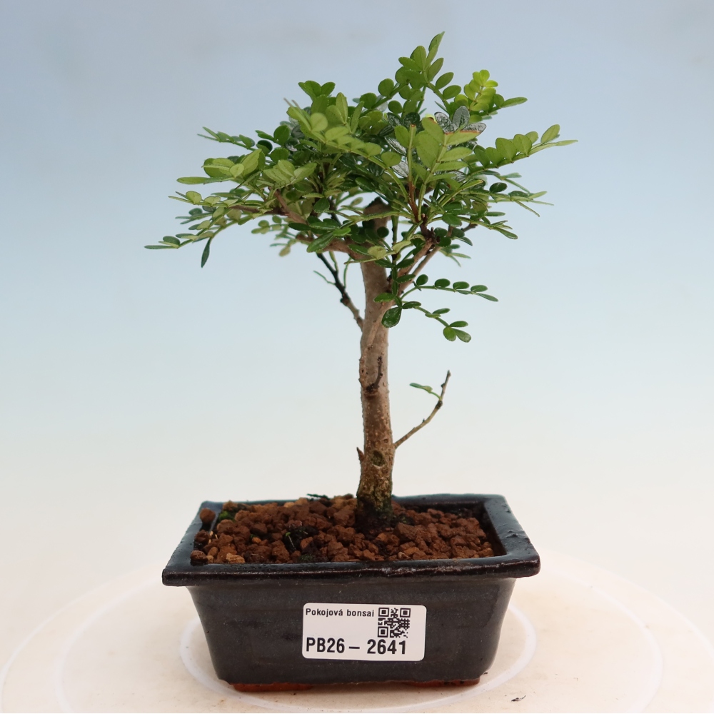 Kamerbonsai - Zantoxylum piperitum - peperboom