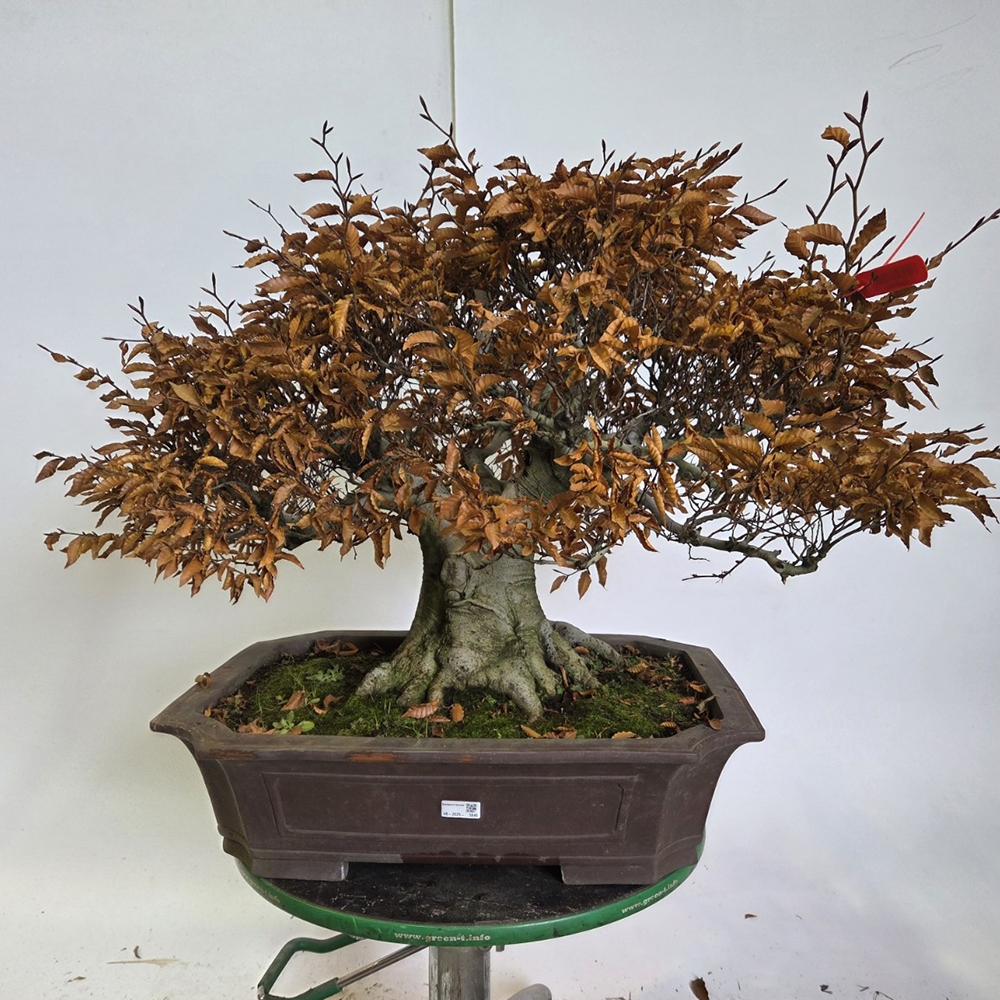 Bonsai voor buiten - Fagus crenata