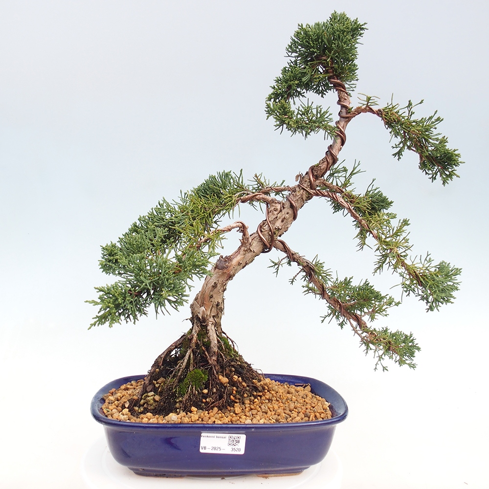 Bonsai voor buiten - Juniperus chinensis Kishu