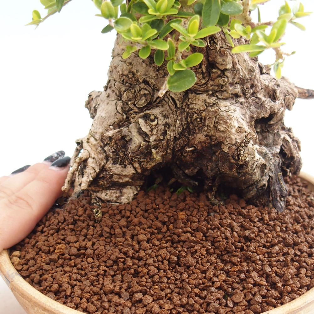 Bonsai voor binnen - Olea europaea sylvestris