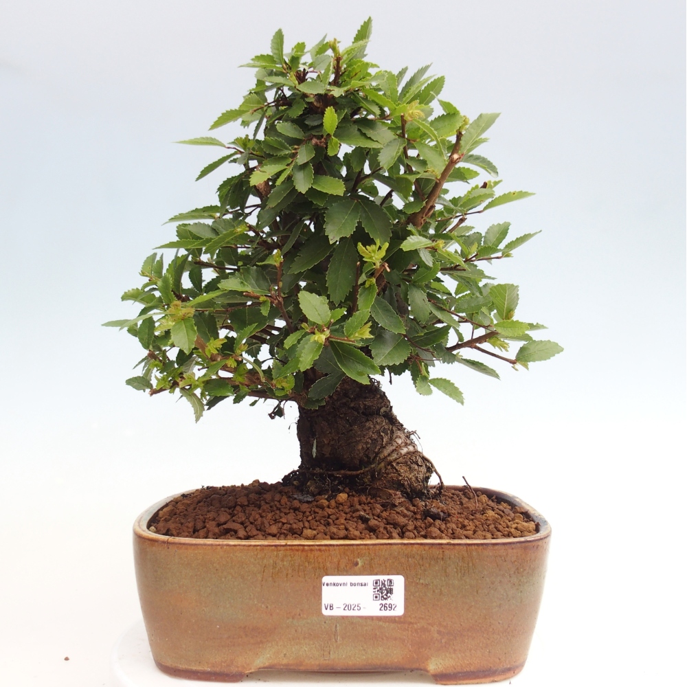 Bonsai voor buiten - Zelkova - Zelkova NIRE