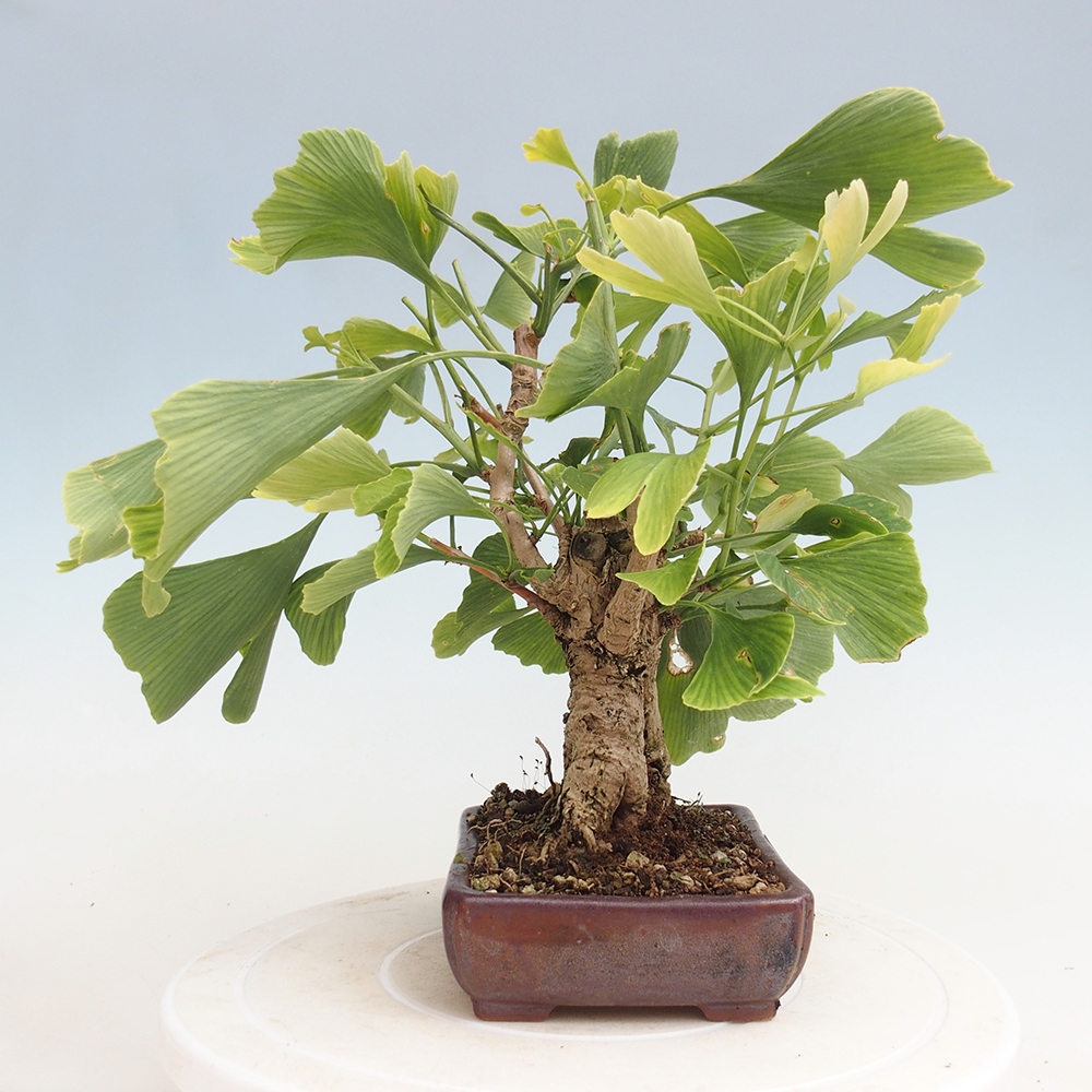 Bonsai voor buiten - Ginkgo biloba