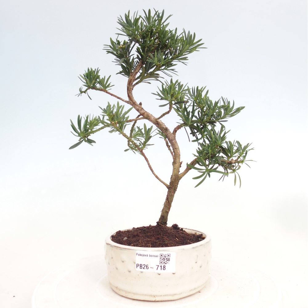Kamerbonsai - Podocarpus - Taxus