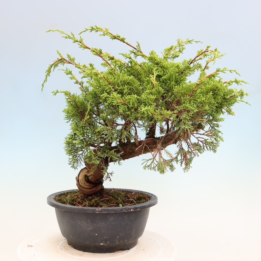Bonsai voor buiten - Juniperus chinensis Itoigawa-Juniperus chinensis