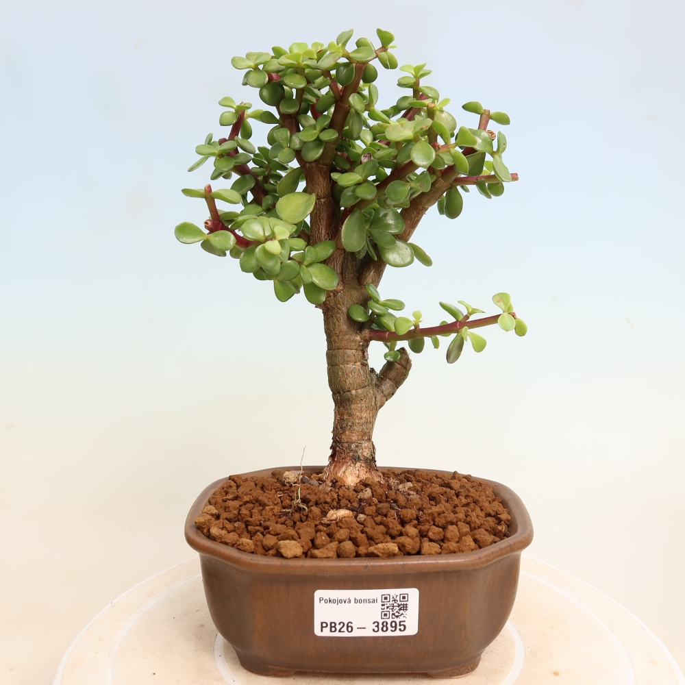 Kamerbonsai - Portulakaria Afra - Tlustice