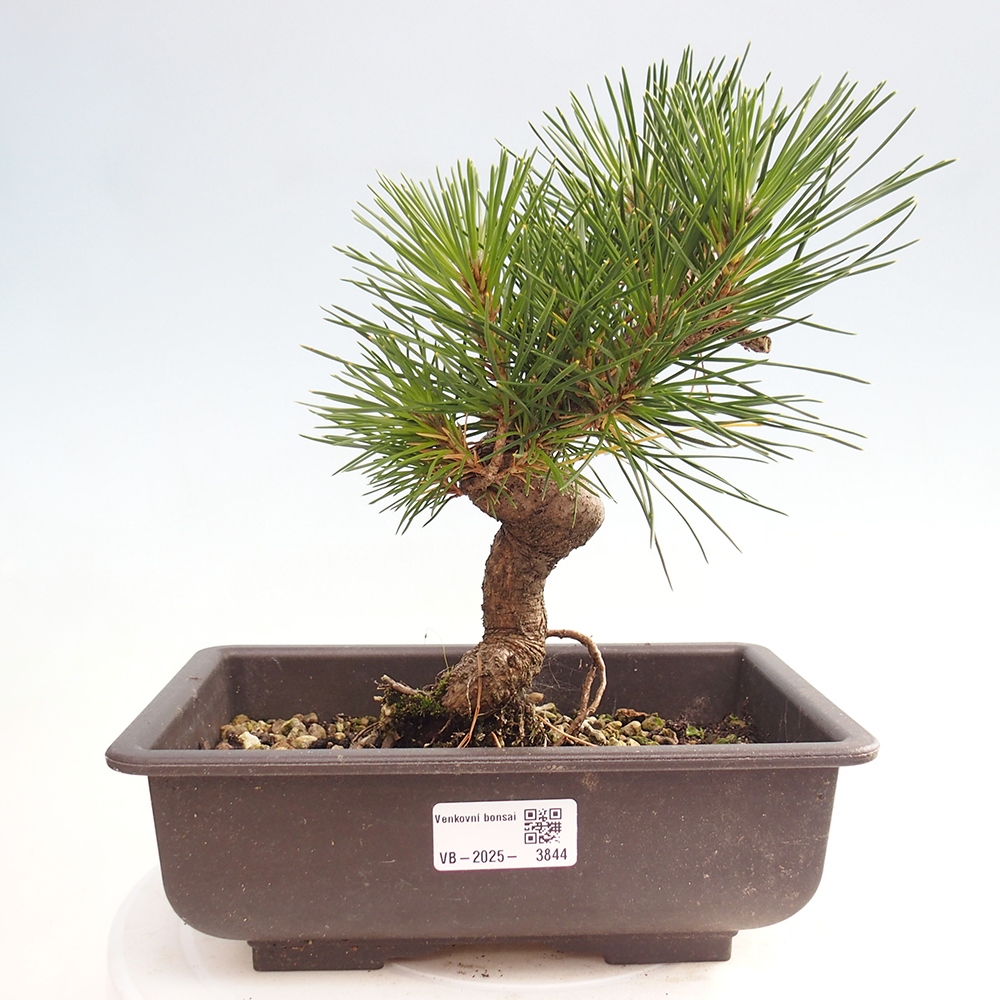 Bonsai voor buiten - Pinus thunbergii - Thunberg den