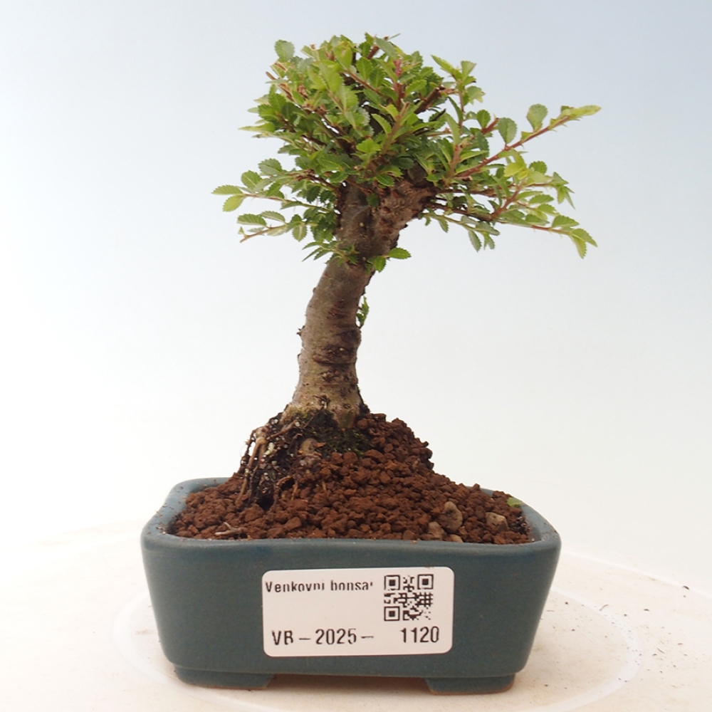 Bonsai voor buiten - Ulmus parvifolia Sagei - Kleinbladige iep
