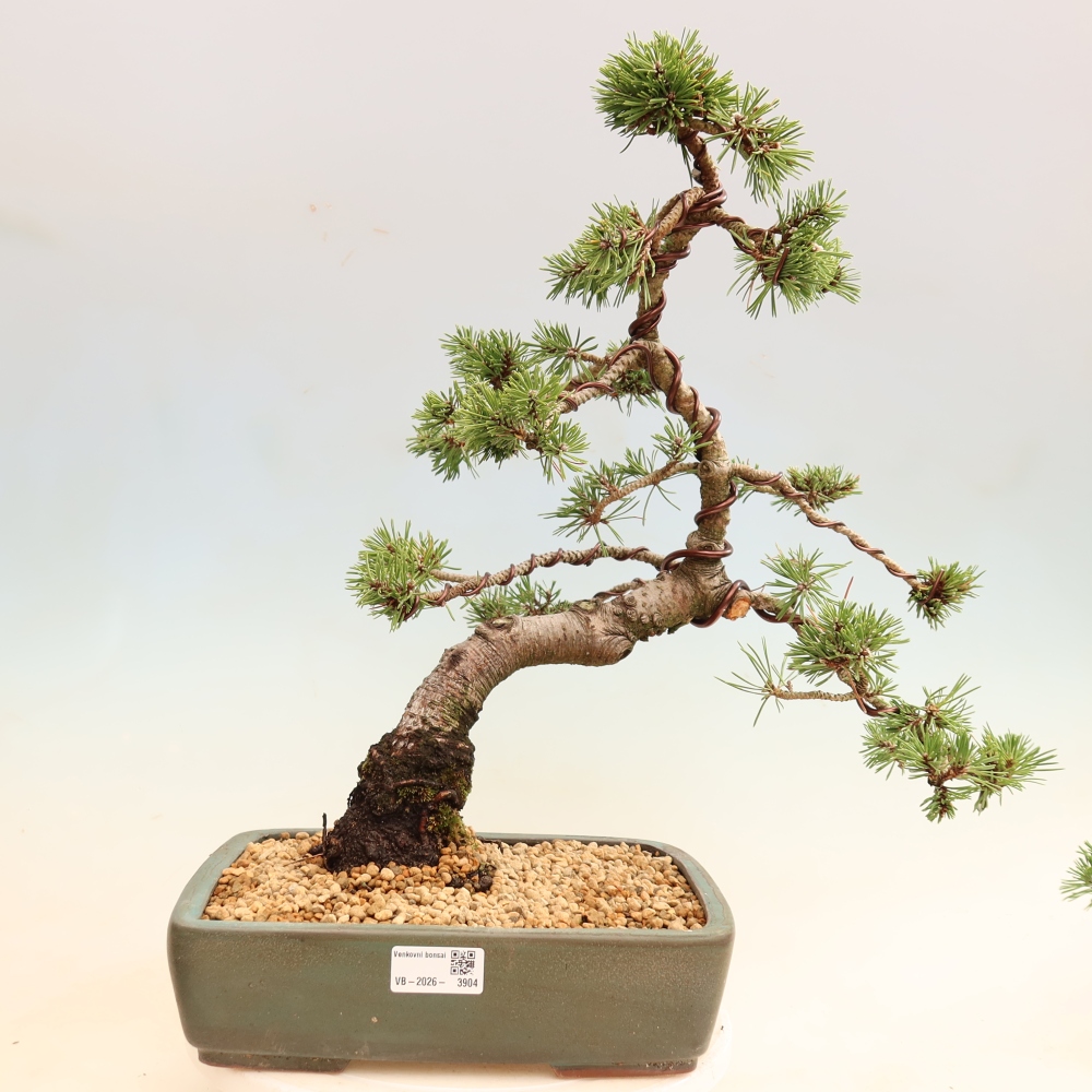 Bonsai voor buiten - Pinus mugo Humpy  - Bergden