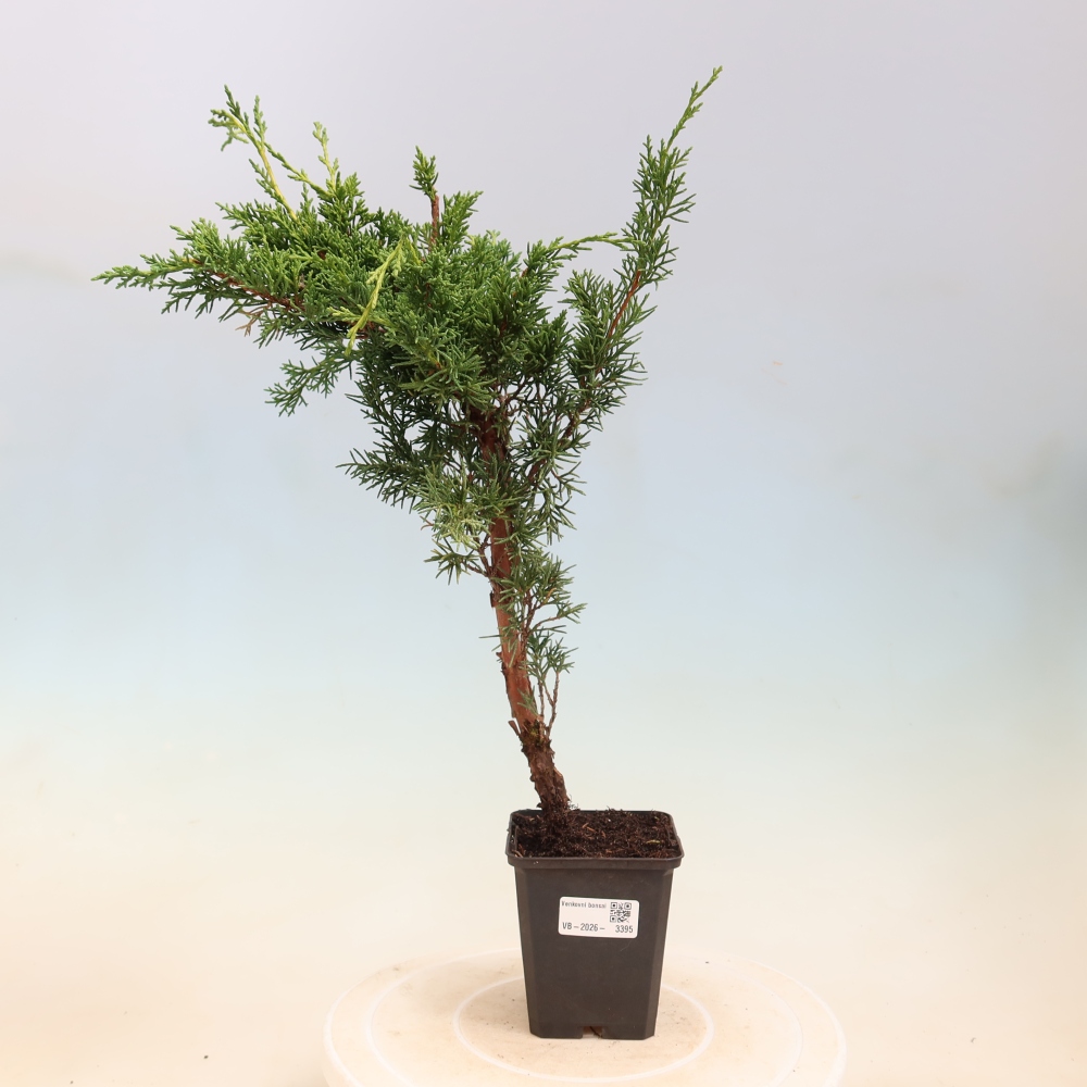 Bonsai voor buiten - Juniperus chinensis Kishu