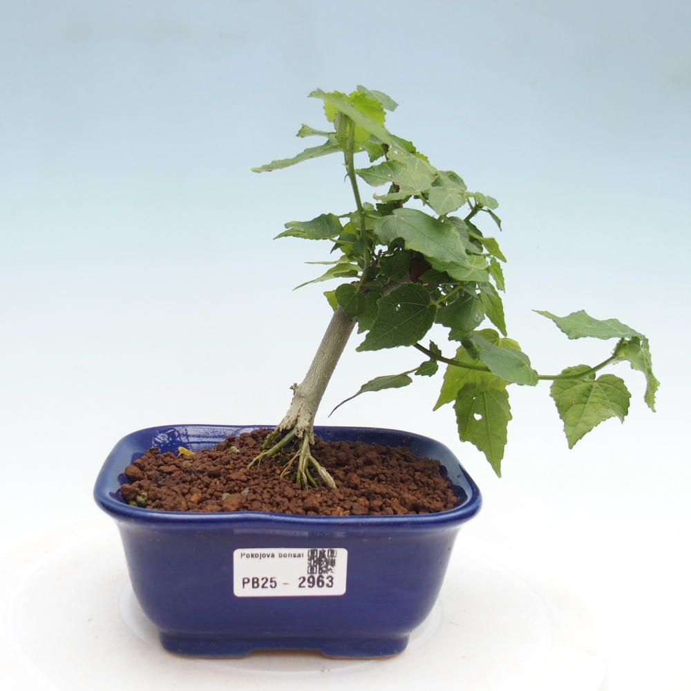 Bonsai voor binnen - Malvaviscus arboreus