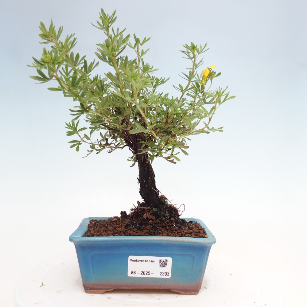 Bonsai voor buiten - Potentila fruticosa gele vogel