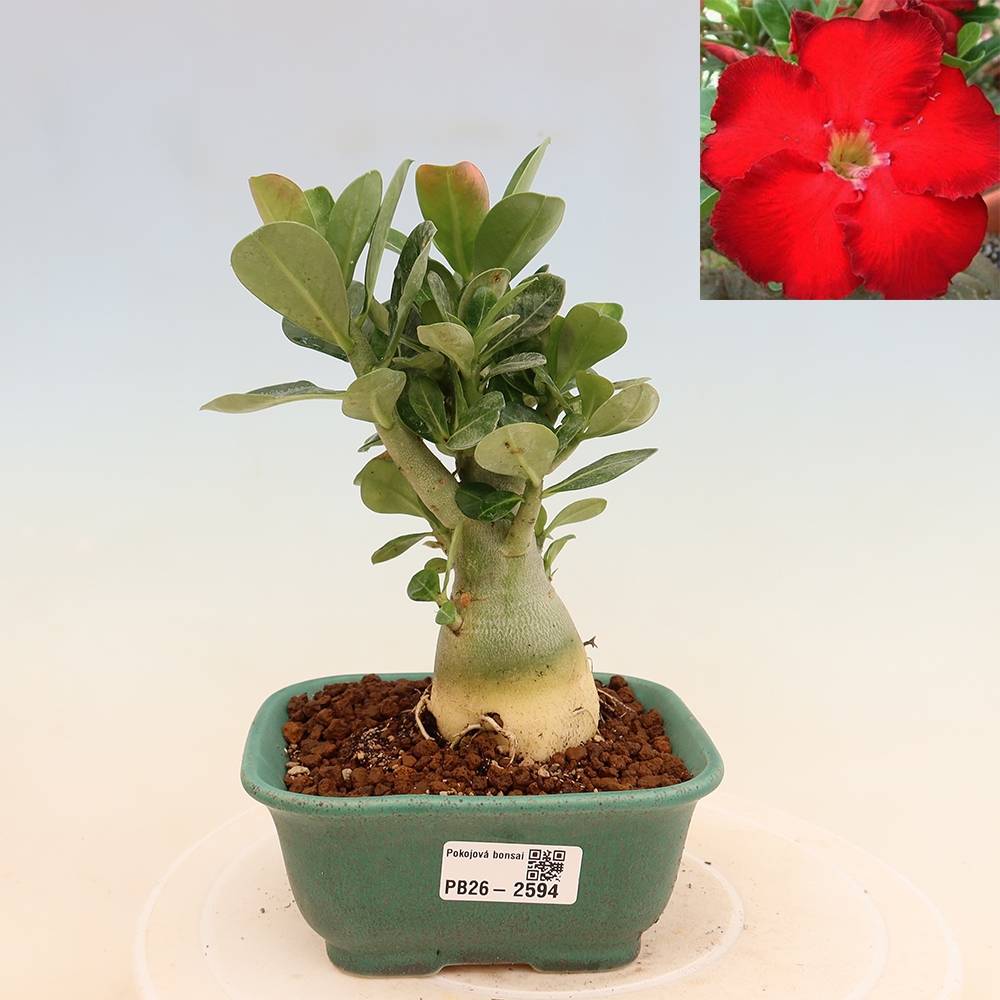 Kamerbonsai - Adenium obesum Red Star - Woestijnroos