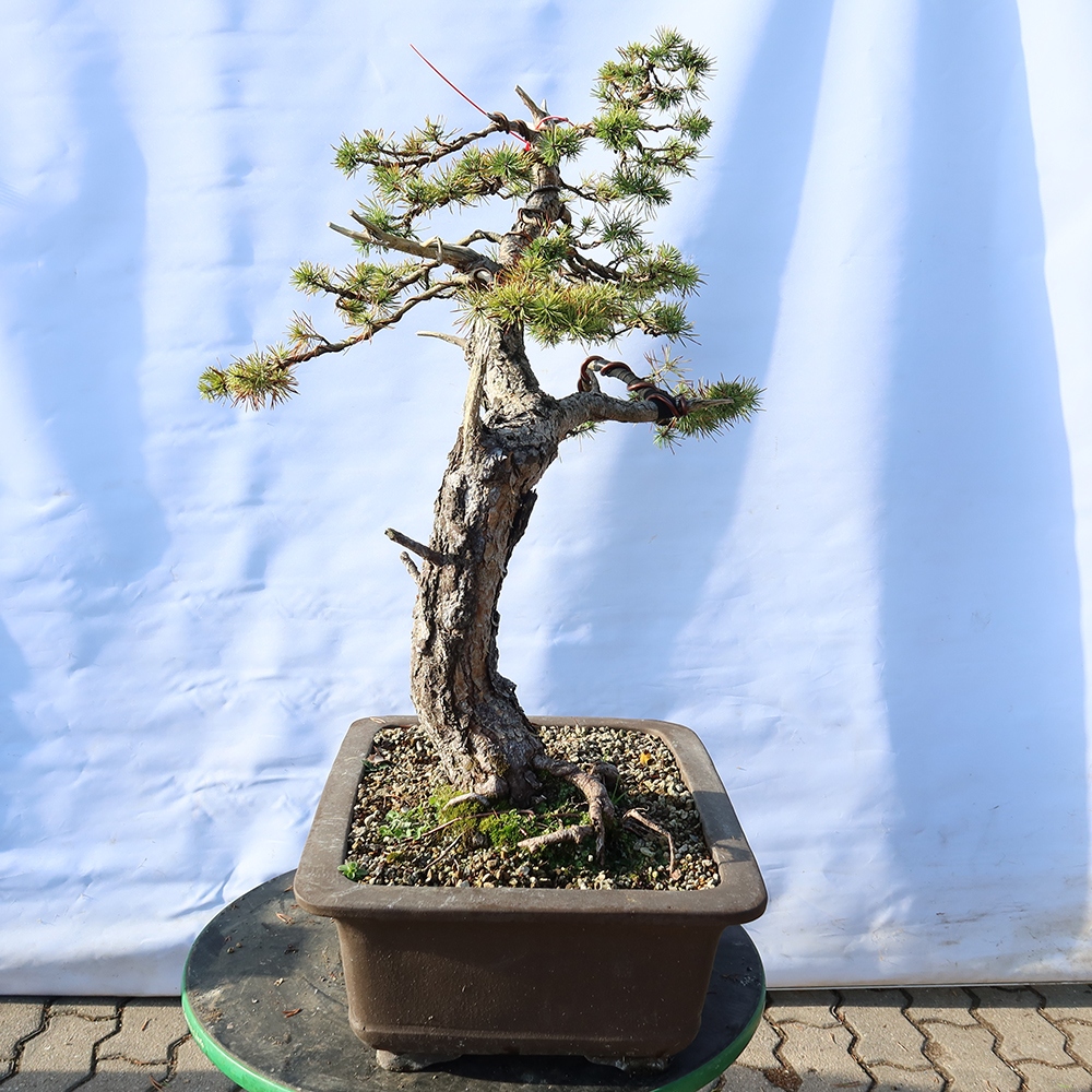 Pinus sylvestris Spanje - grove den