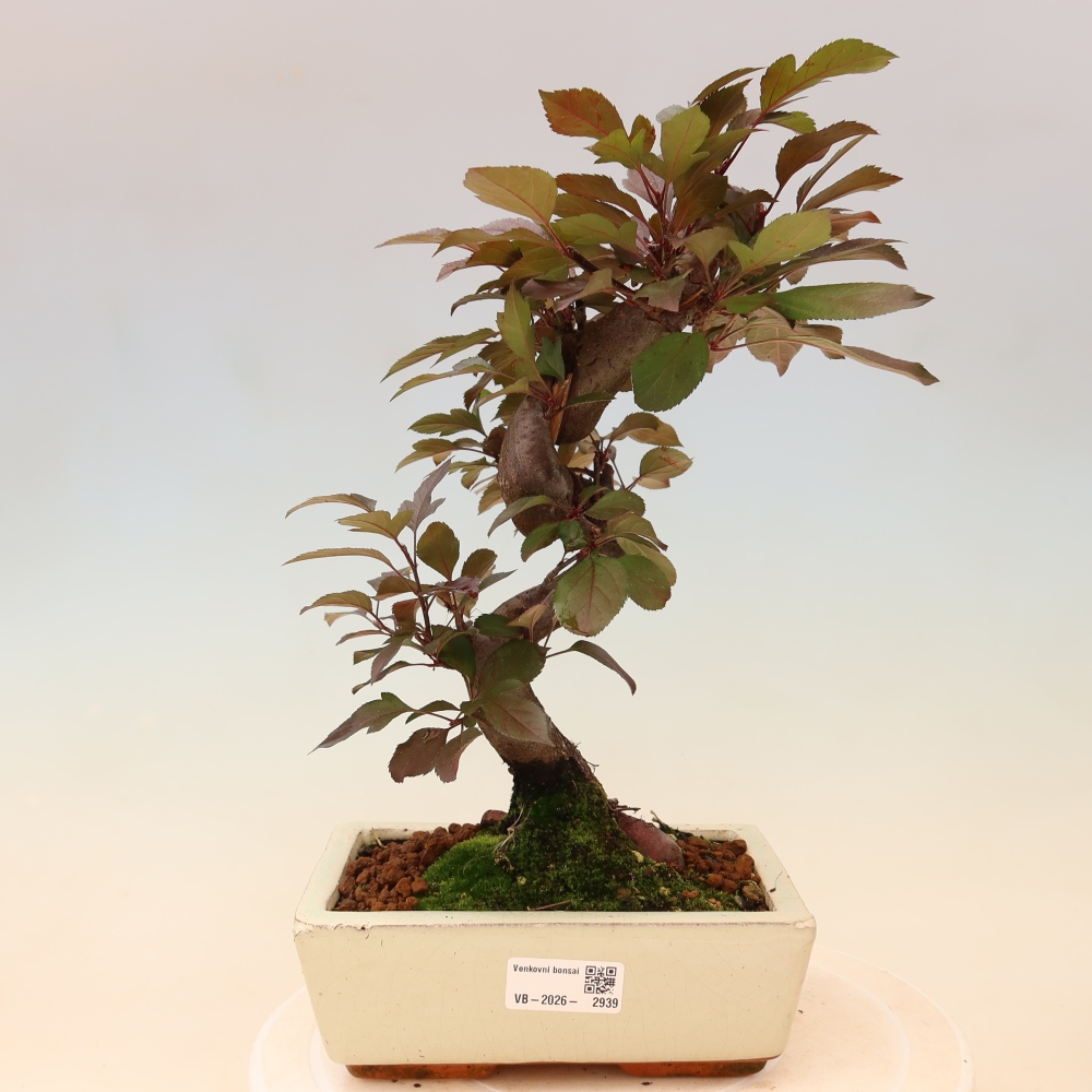 Bonsai voor buiten -Malus domestica - Roodbladige appelboom met kleine vruchten