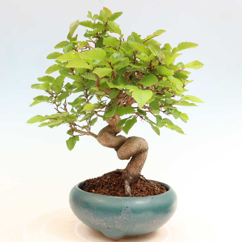 Bonsai voor buiten -Carpinus Coreana - Koreaanse haagbeuk