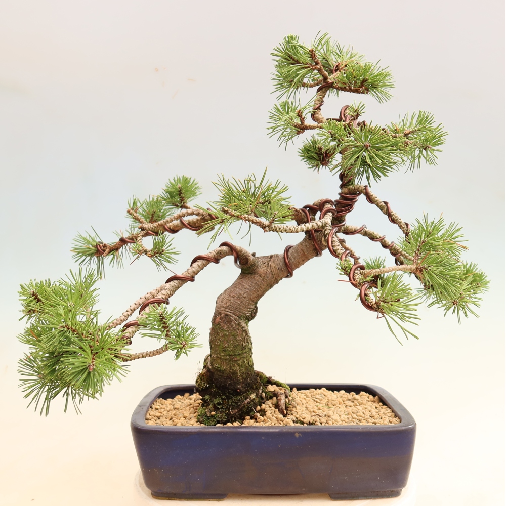 Bonsai voor buiten - Pinus mugo Humpy  - Bergden