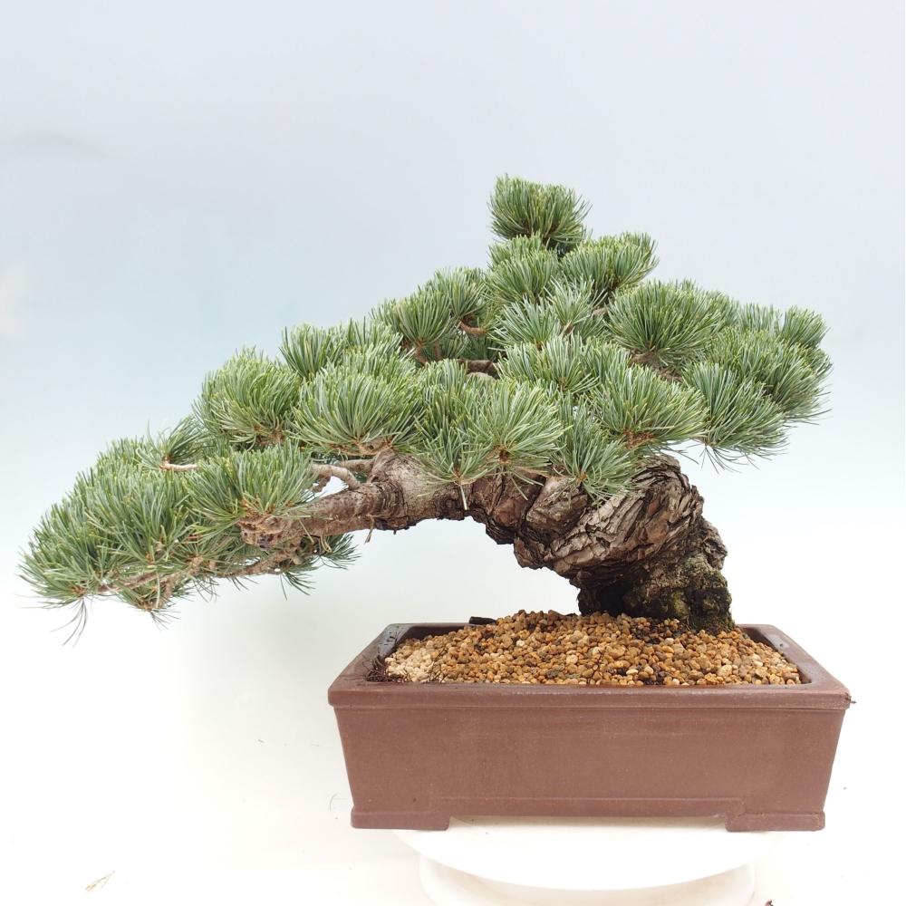 Bonsai voor buiten - Pinus parviflora - Pinus parviflora