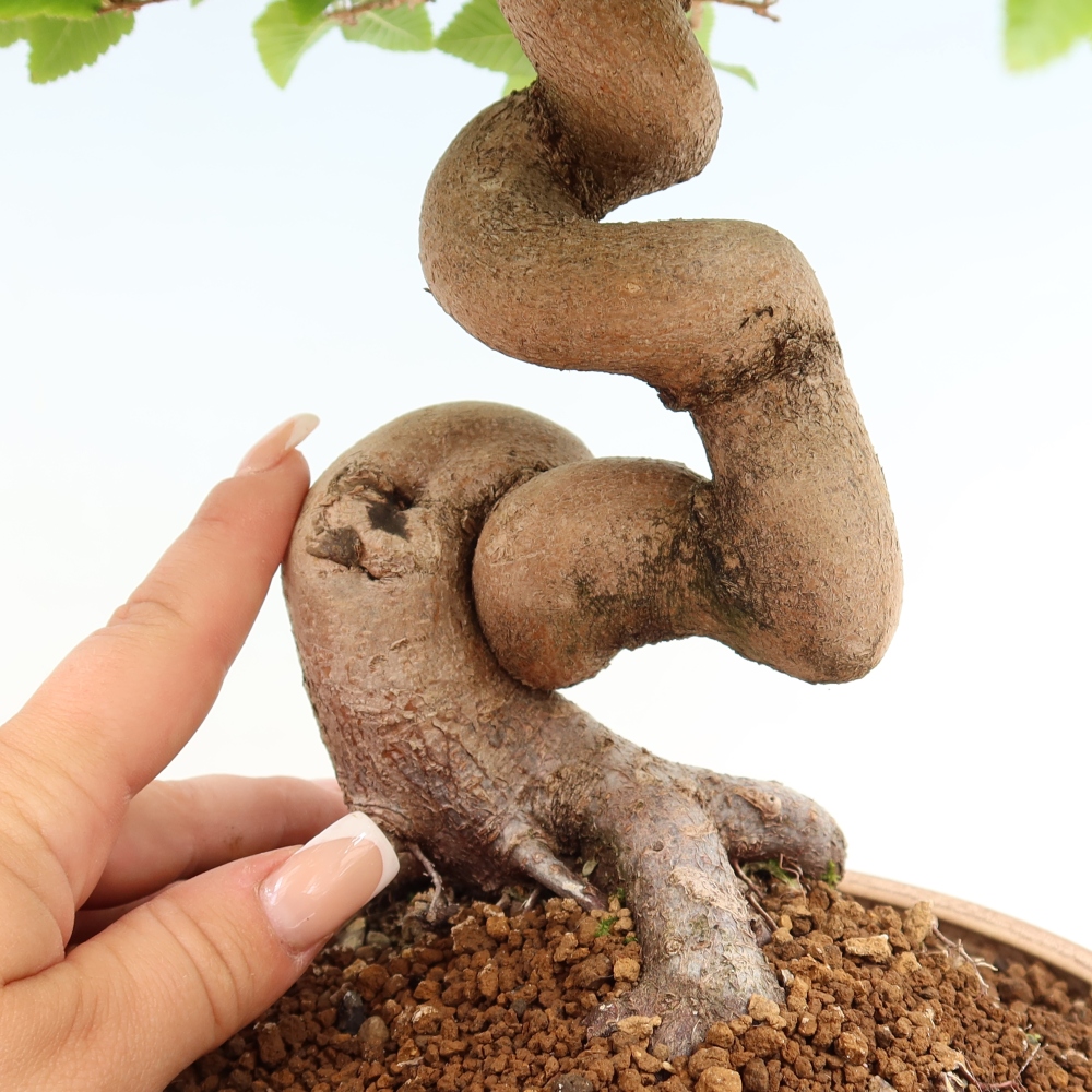 Bonsai voor buiten -Carpinus Coreana - Koreaanse haagbeuk