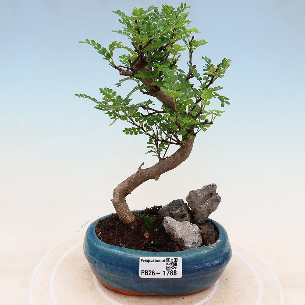 Kamerbonsai - Zantoxylum piperitum - peperboom