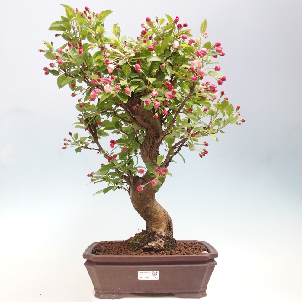 Bonsai voor buiten -Malus halliana - Appelboom met kleine vruchten