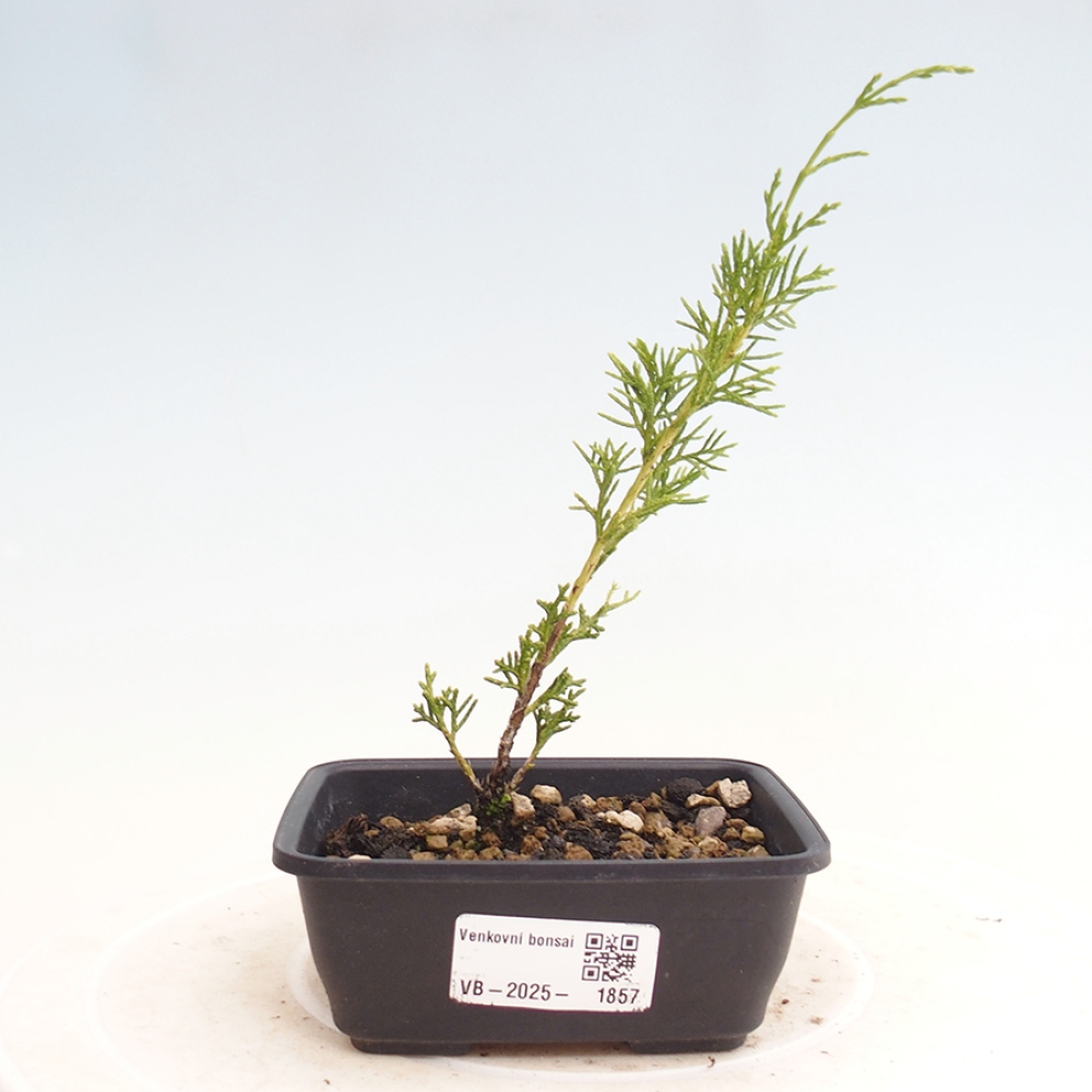 Bonsai voor buiten - Juniperus chinensis Itoigawa