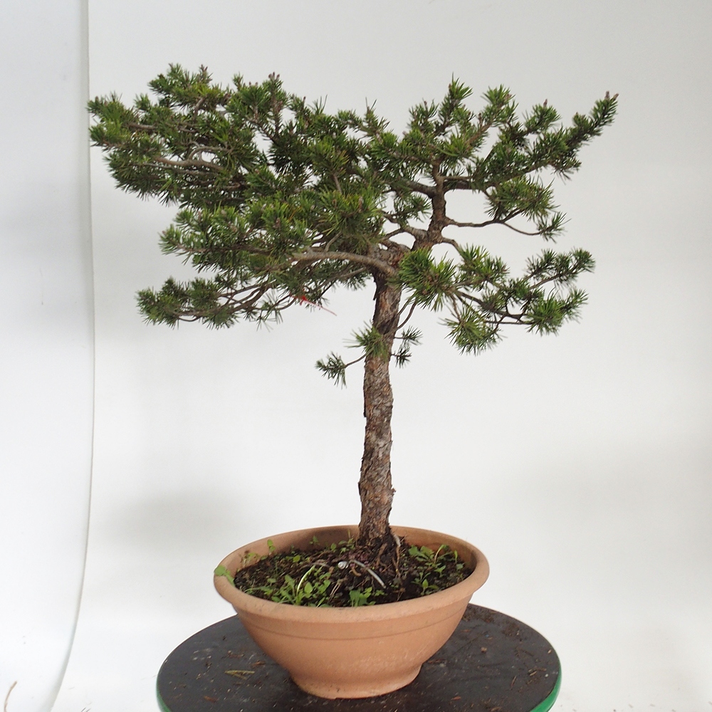 Yamadori - Pinus sylvestris Spanje
