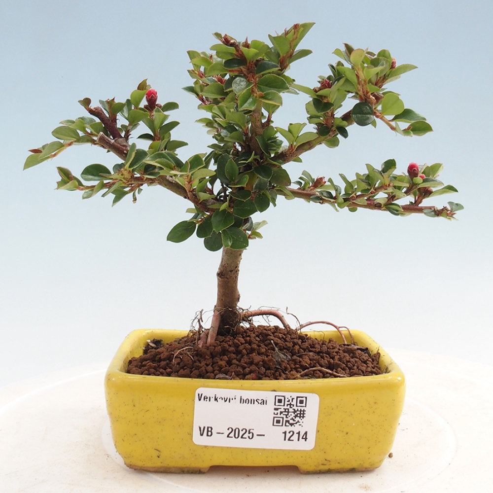 Bonsai voor buiten - Cotoneaster horizontalis - Rocky Mountain