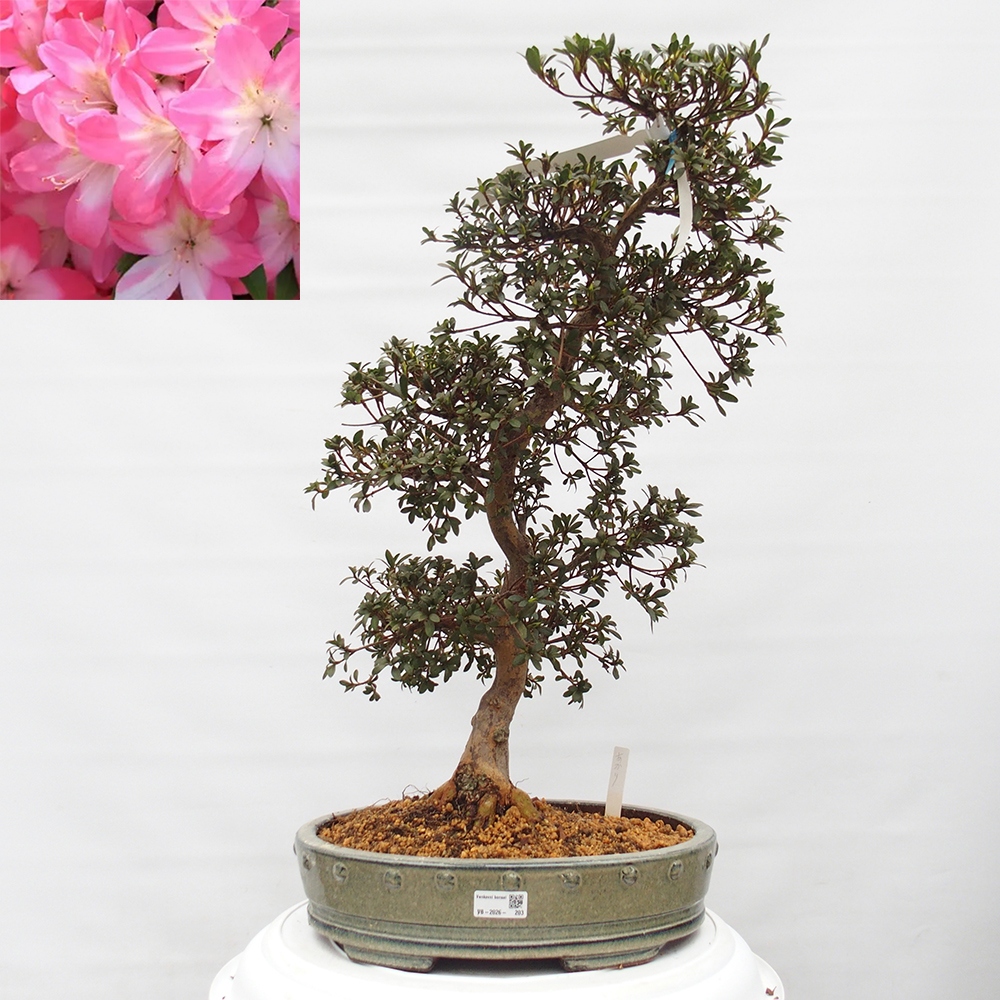 Bonsai voor buiten - Japanse Azalea - Azalea Akari