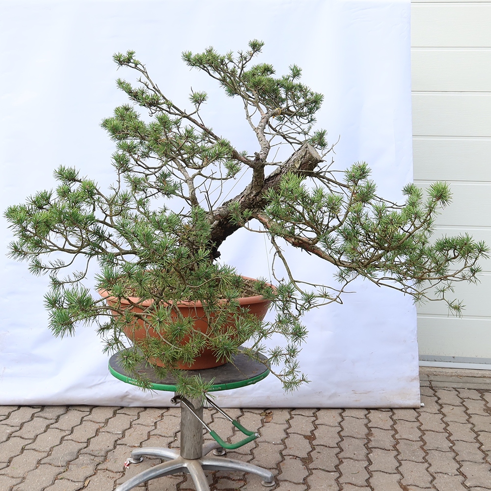 Pinus sylvestris Spanje - grove den