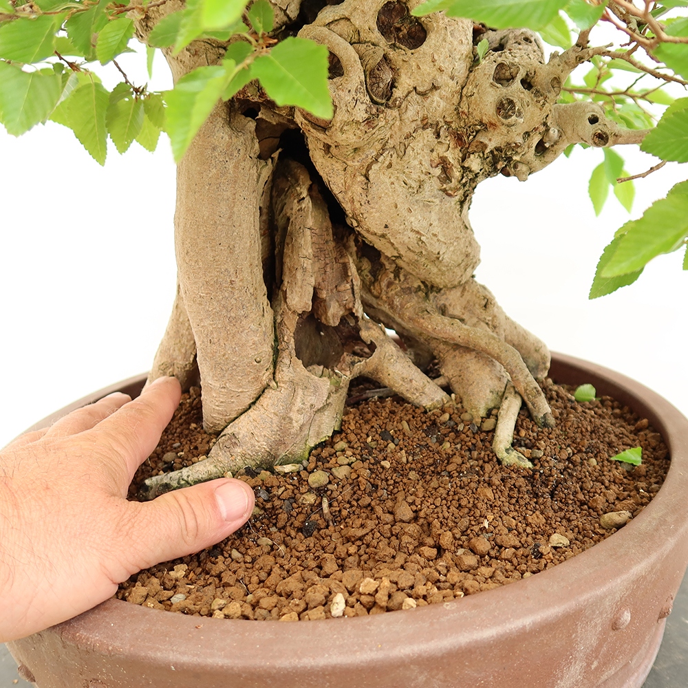 Bonsai voor buiten -Carpinus Coreana - Koreaanse haagbeuk