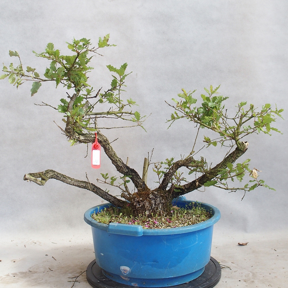 Buiten bonsai Quercus Cerris - Eik Cer