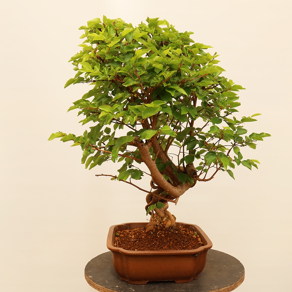Bonsai voor buiten -Carpinus Coreana - Koreaanse haagbeuk