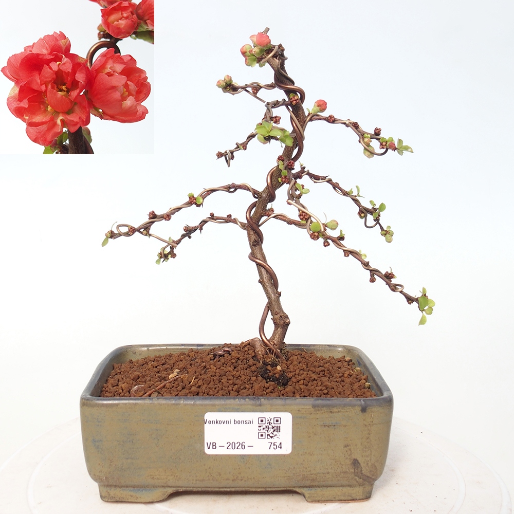 Bonsai voor buiten - Chaneomeles s. Red Joy - Kweepeer