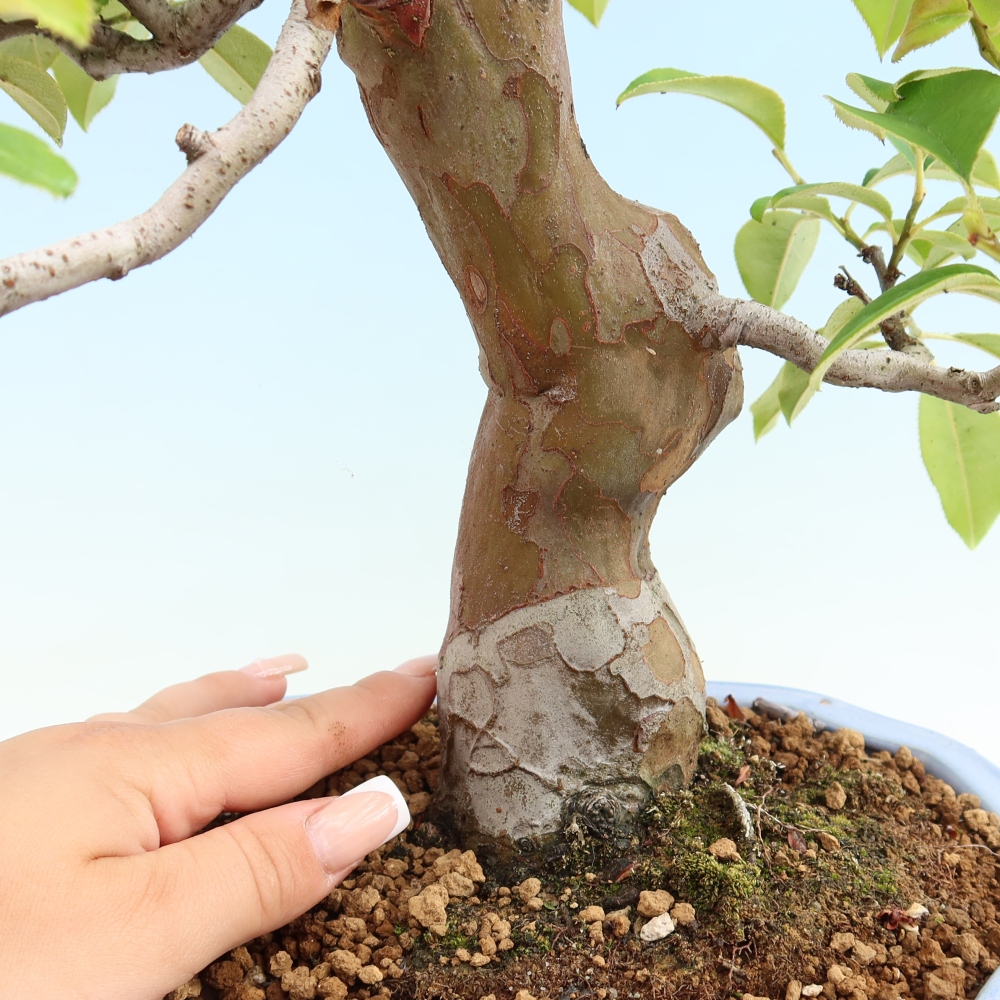 Bonsai voor buiten - Pseudocydonia sinensis - Chinese kweepeer