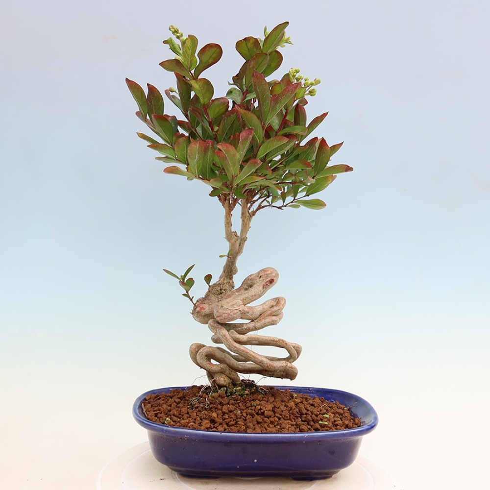 Kamerbonsai - Lagerstroemia indica - Indische seringenboom