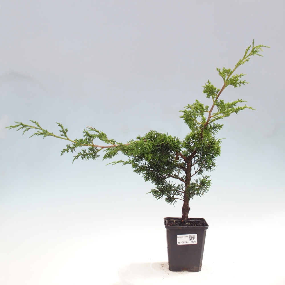 Bonsai voor buiten - Juniperus chinensis Itoigawa
