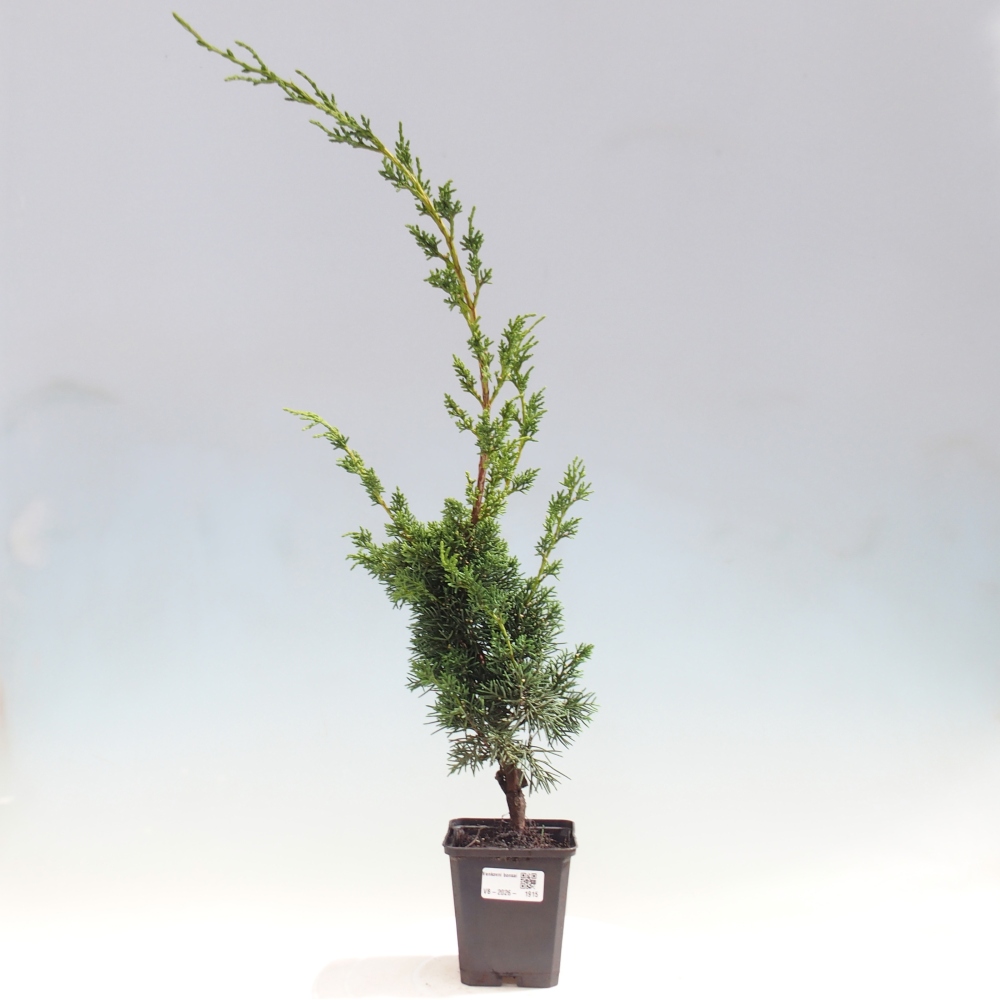 Bonsai voor buiten - Juniperus chinensis Kishu