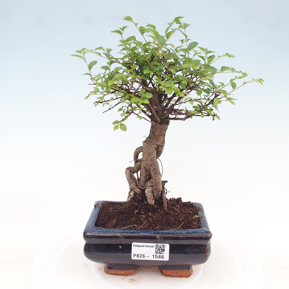 Kamerbonsai - Ulmus parvifolia - Winteriep