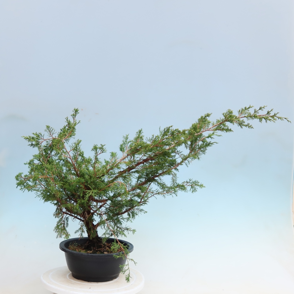 Buitenbonsai - Juniperus chinensis Itoigawa - Chinese jeneverbes