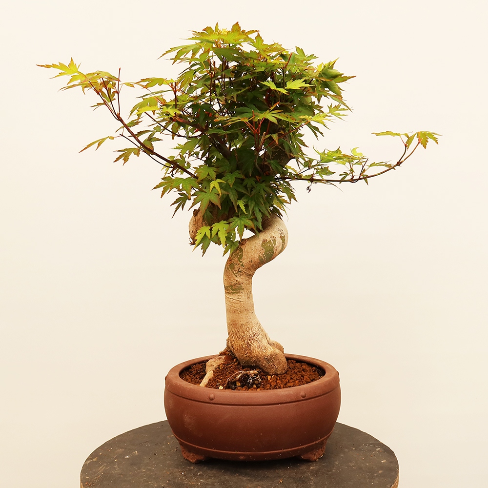 Bonsai voor buiten - Esdoorn palmatum - Palmen